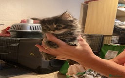 Mixed Breed cats for sale: Tabby Kittens - Image 9