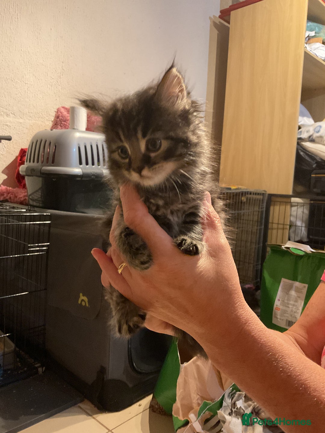 Mixed Breed cats for sale: Tabby Kittens - Image 9