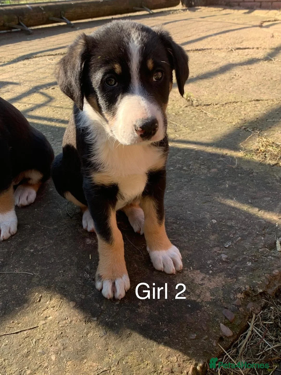 Mixed Breed dogs for sale: Border collie x in Exeter - Advert 1