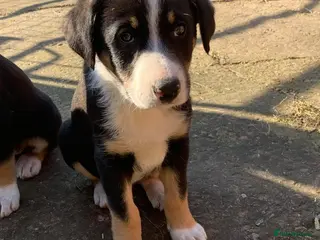 Mixed Breed dogs Border collie x - Advert 8