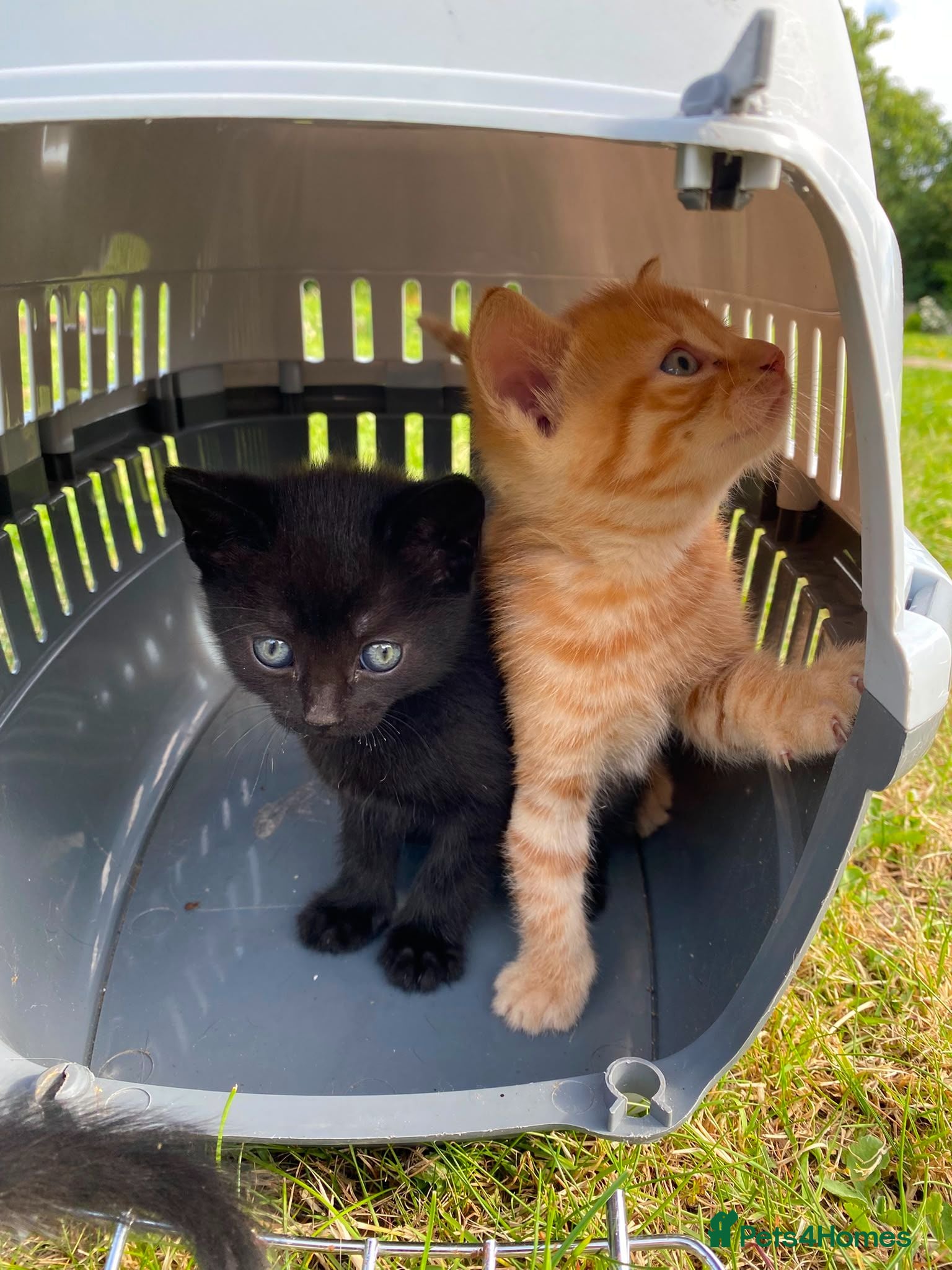 Mixed Breed cats Pair of kittens - Advert 2