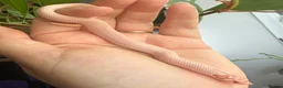 Snake reptiles for sale: Various Western Hognose Hatchlings - Advert 20