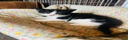 Domestic Shorthair cats for sale: Beautiful kittens  - Advert 15