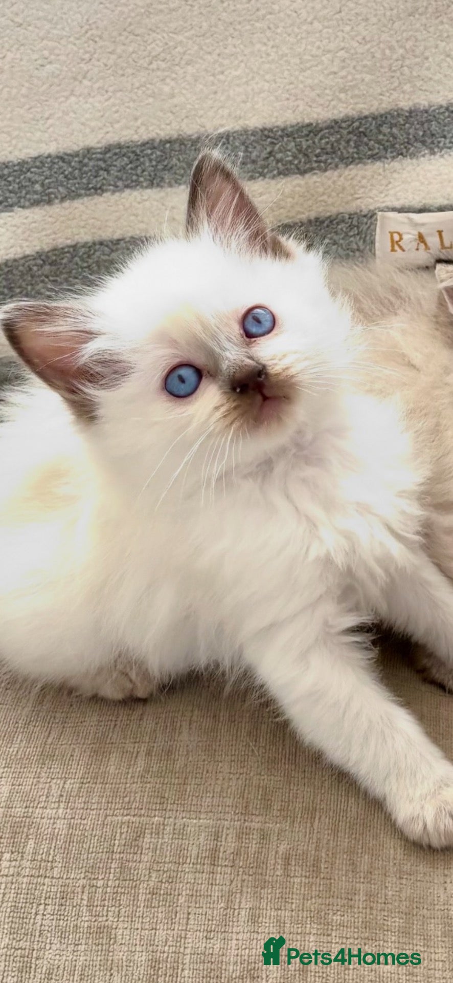 Ragdoll cats for sale: 🩷 BEAUTIFUL GCCF KITTENS  💙  - Advert 21