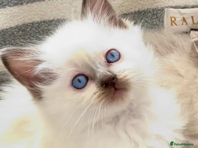 Ragdoll cats for sale: 🩷 BEAUTIFUL GCCF KITTENS 💙 - Advert 21