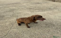 Labrador Retriever dogs for sale: Beautiful chocolate girl looking for new home  - Image 4