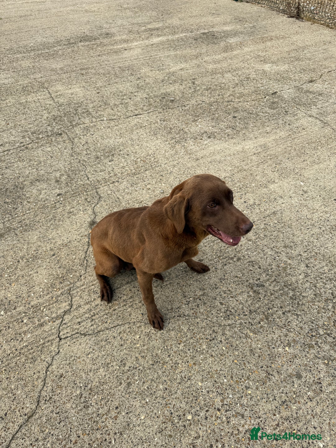 Labrador Retriever dogs for sale: Beautiful chocolate girl looking for new home  - Image 4