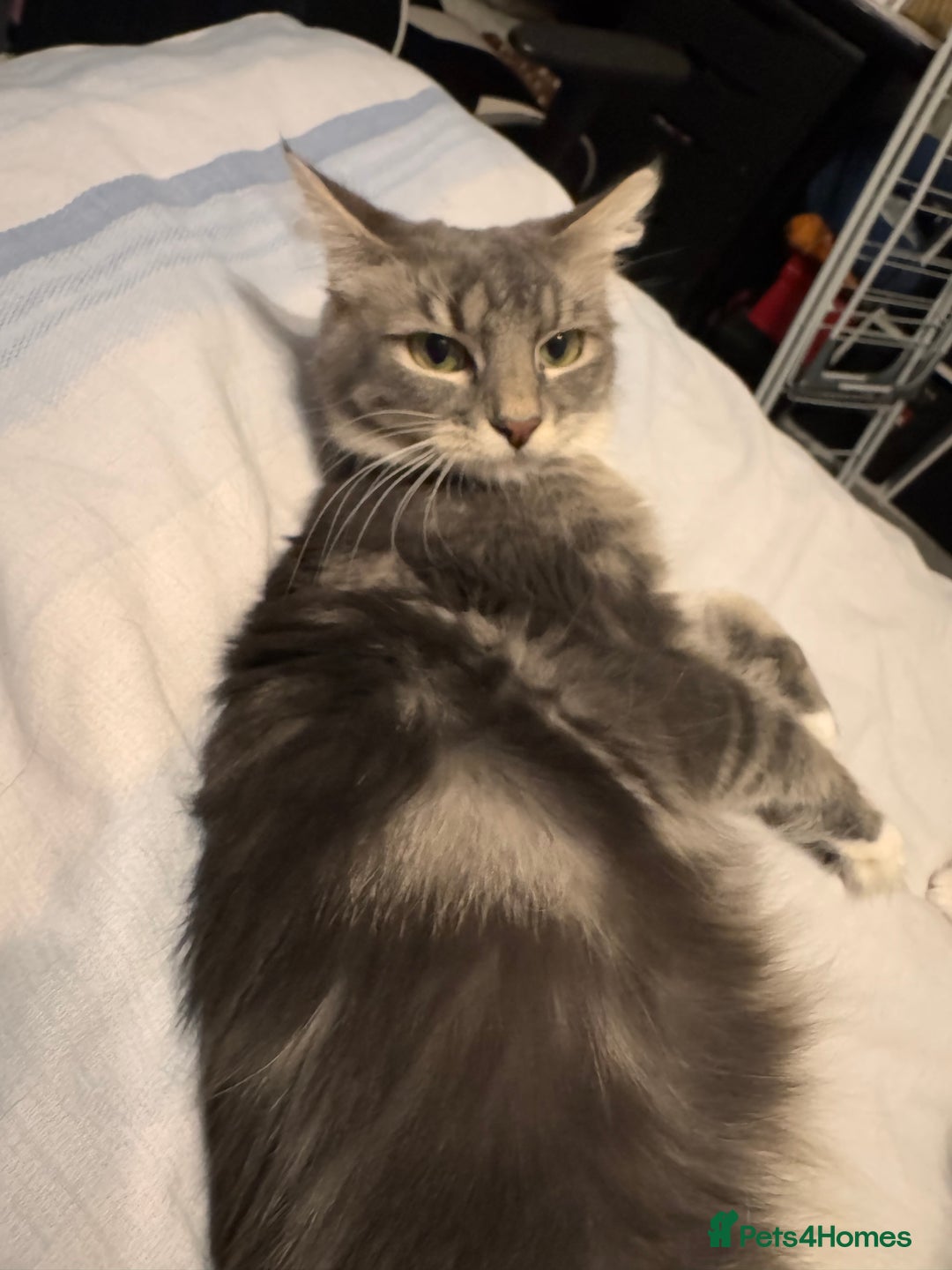 Mixed Breed cats for sale: 4 beautiful mixed breed kittens  - Image 6
