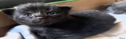 Mixed Breed cats for sale: Loving kittens looking for forever homes - Advert 11