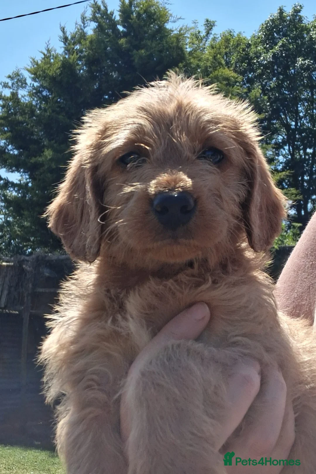 Labradoodle dogs for sale: Miniature Labradoodle Puppies for sale  - Advert 2