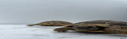 Hermann Tortoise reptiles for sale: Pair of Hermann's Tortoises with Complete Setup - Advert 11