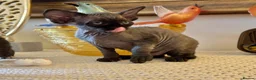 Devon Rex cats for sale: Stunning Devon Rex Babies  - Advert 12