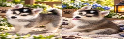 Pomsky dogs for sale: Stunning F3 Pomsky Puppies - Advert 11