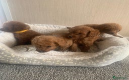 Cockapoo dogs for sale: F1B Red Cockapoo Puppies Available Now - Image 3