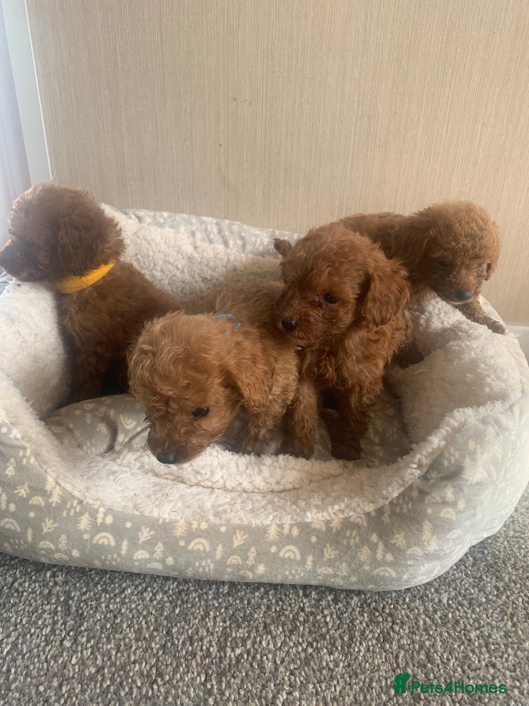 Cockapoo dogs for sale: F1B Red Cockapoo Puppies Available Now - Image 3
