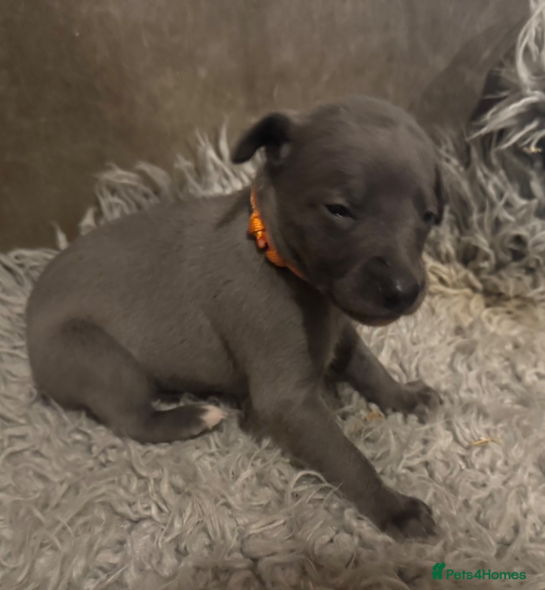 Whippet dogs for sale: 💙 Stunning KC Registered Blue Whippet Puppies  - Advert 9