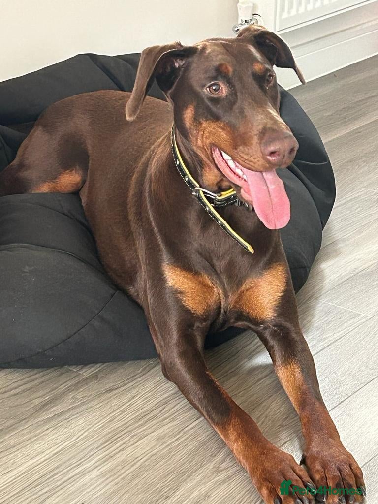 Dobermann dogs Doberman Girl – Adoption to Loving Home - Advert 1