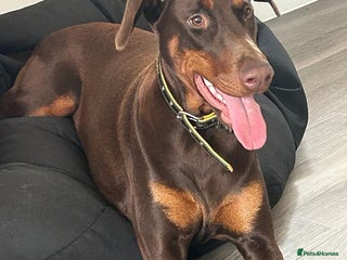 Dobermann dogs Doberman Girl – Adoption to Loving Home - Advert 1