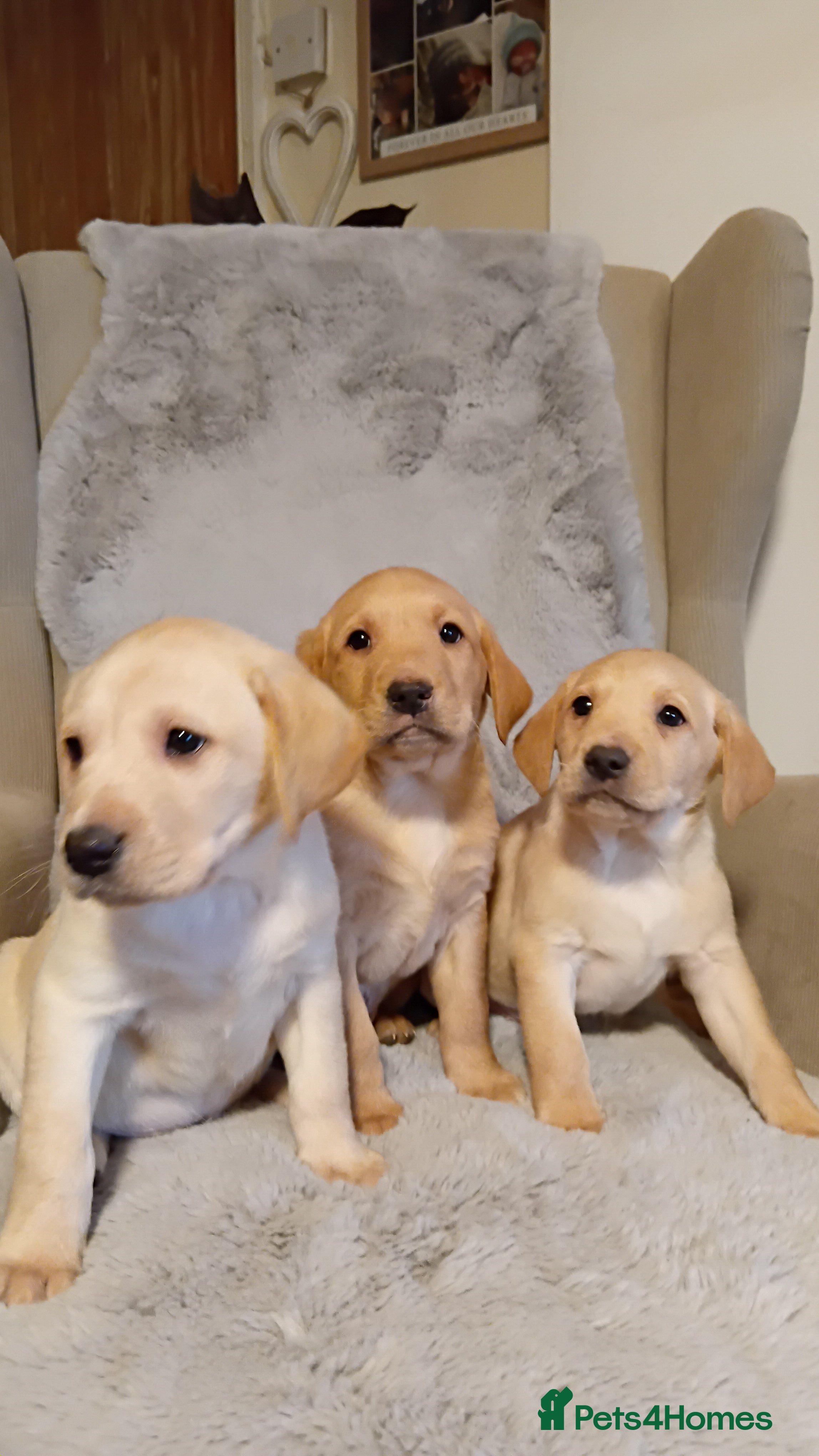 Labrador Retriever dogs Labrador retriever puppies for sale - Advert 1
