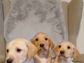 Labrador Retriever dogs Labrador retriever puppies for sale - Advert 1