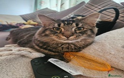 Mixed Breed cats for sale: Male Cat - Image 1