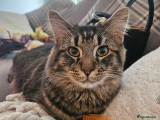 Mixed Breed cats - Advert 16