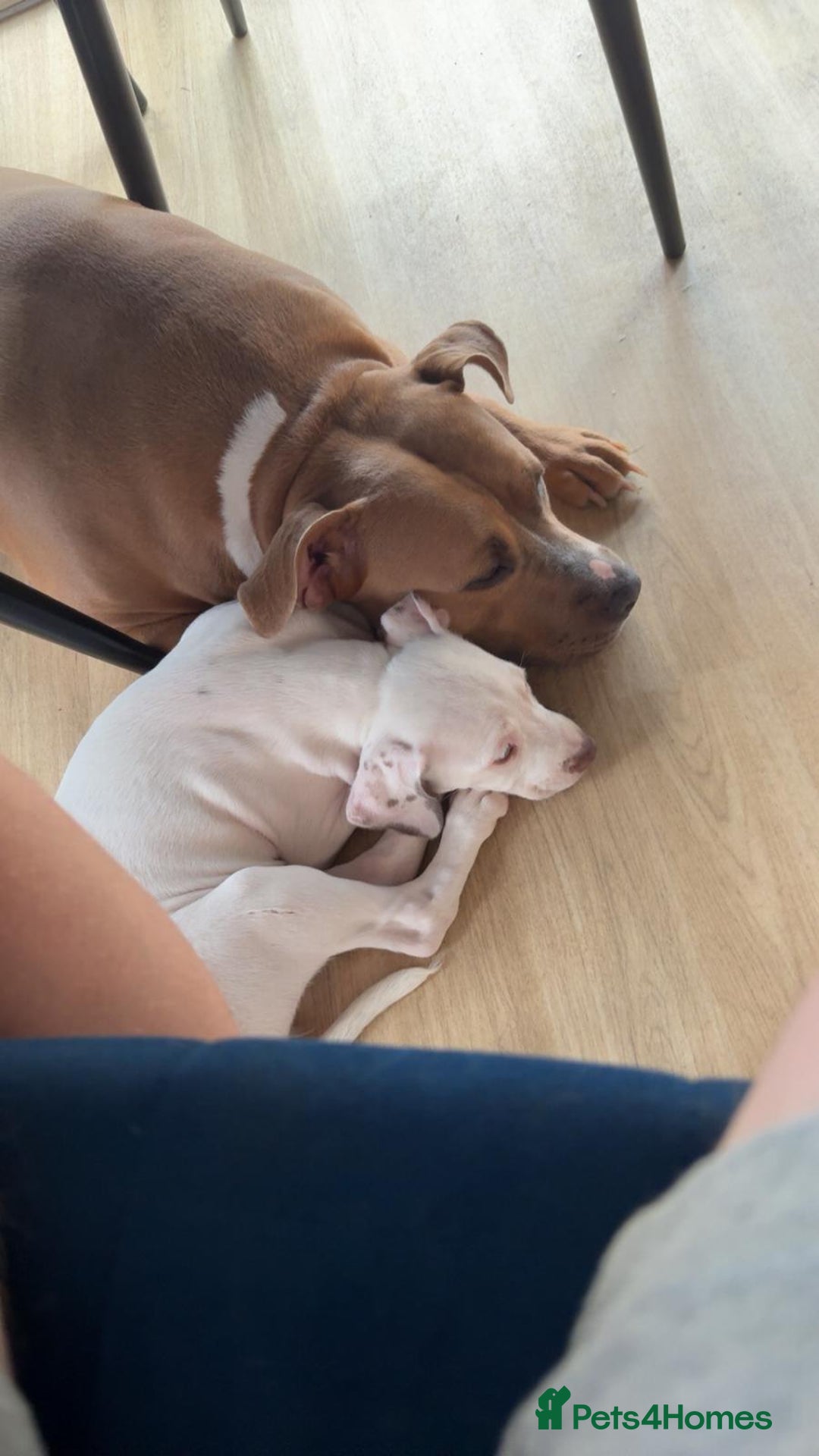 Mixed Breed dogs for sale: Springer Staffs  in St Albans - Image 11