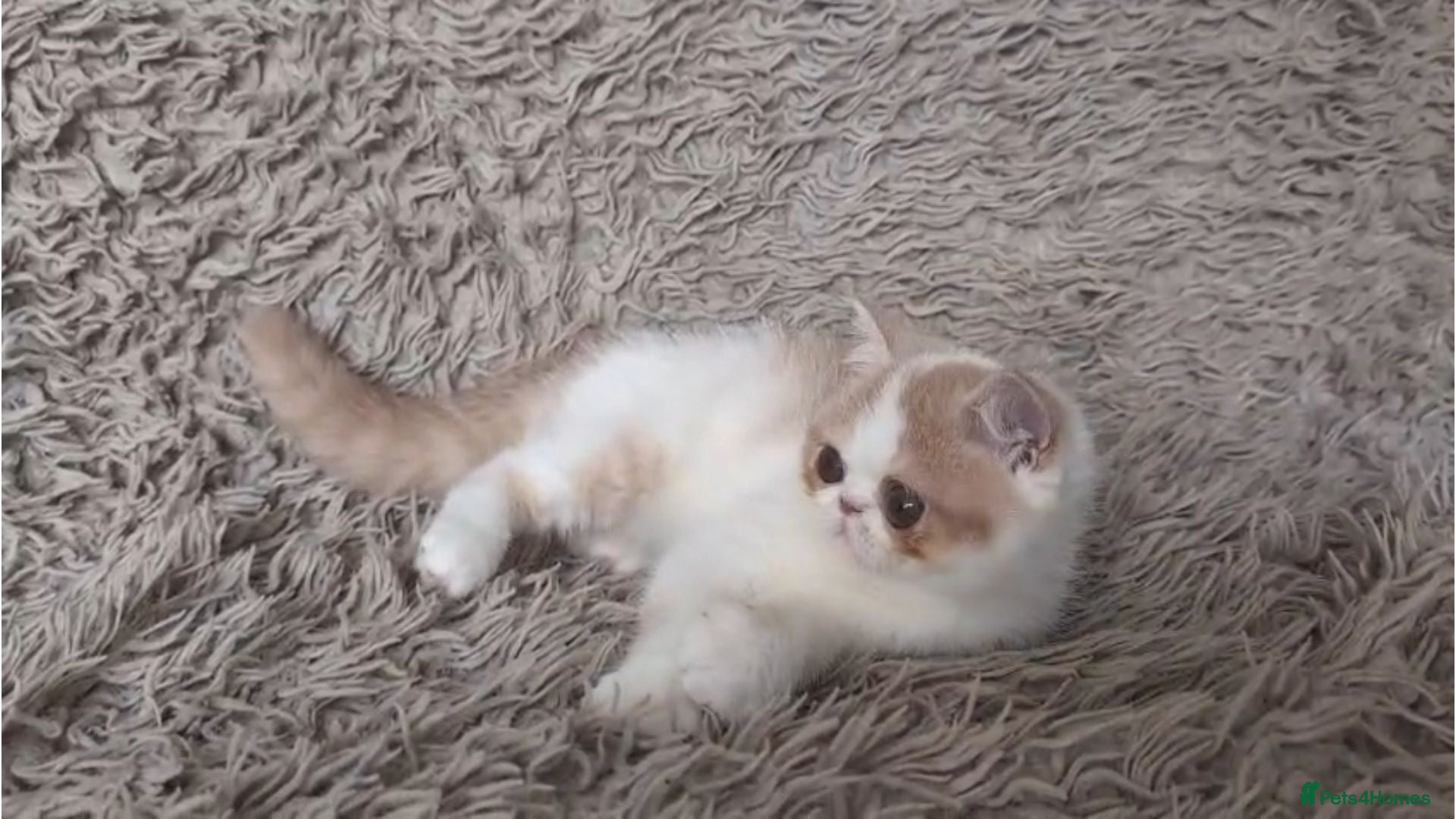 Persian cats Beautiful Persian Kitten GCCF Reg Ready to go - Advert 1