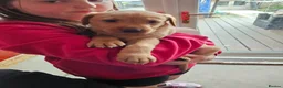 Labrador Retriever dogs for sale:  labrador puppies for sale in Newton Stewart - Advert 4