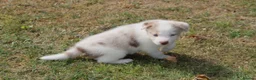 Border Collie dogs for sale: Border Collie Puppies for Sale - Advert 10
