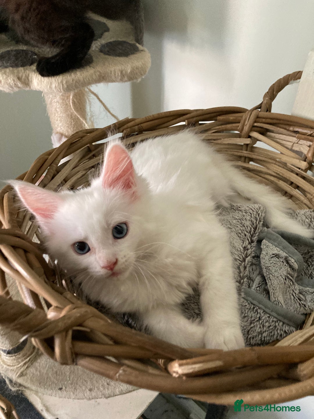 Maine Coon cats for sale: Purebred GCCF Maine Coon kittens - Image 10