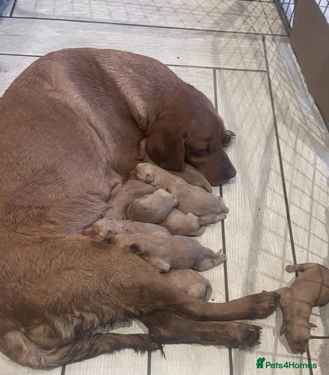 Labrador Retriever dogs for sale: Fox Red Labrador Puppies for sale - Advert 1