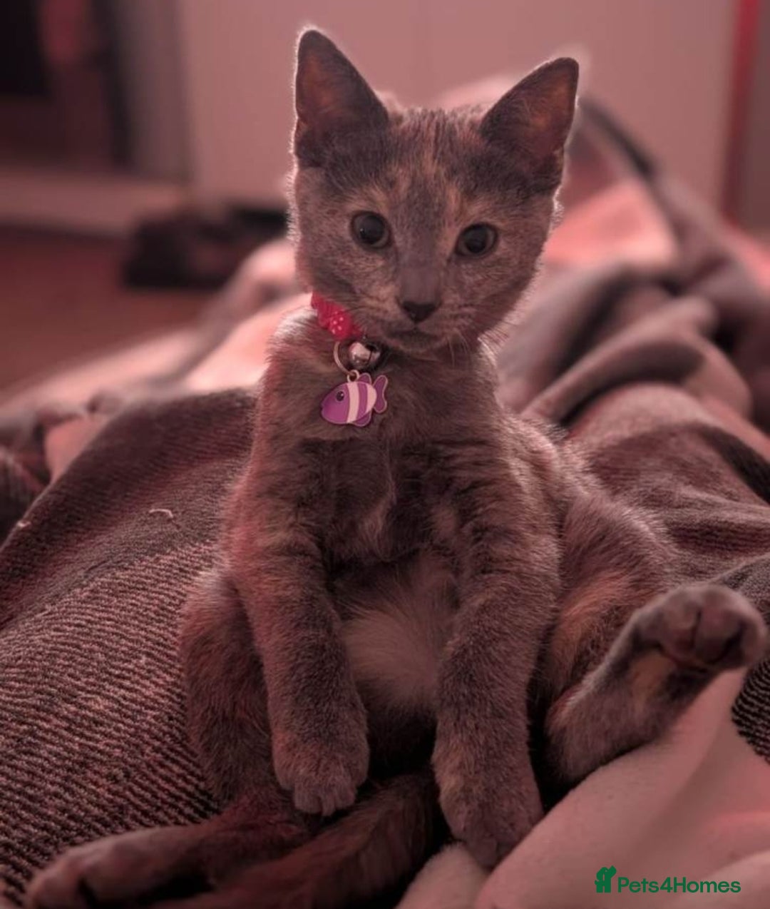 Mixed Breed cats for sale: Lilac & peach girl kitten left - Advert 3