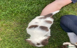 English Springer Spaniel dogs for sale: Exceptional Working & Trialing Lines  - Image 11