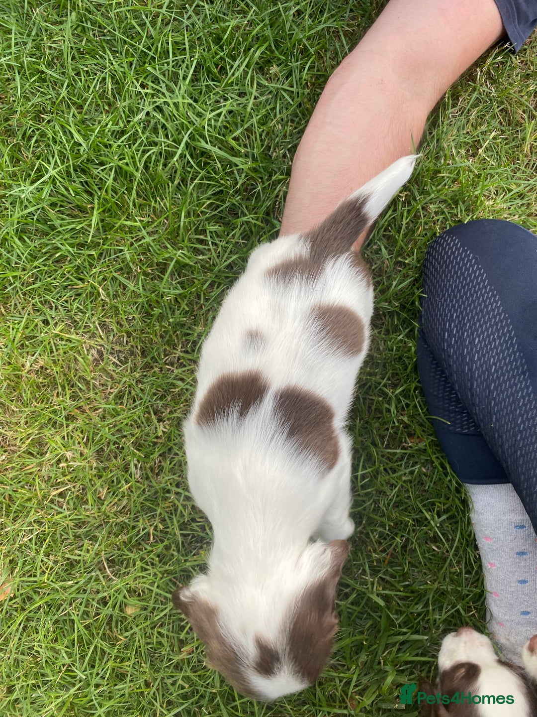 English Springer Spaniel dogs for sale: Exceptional Working & Trialing Lines  - Image 11