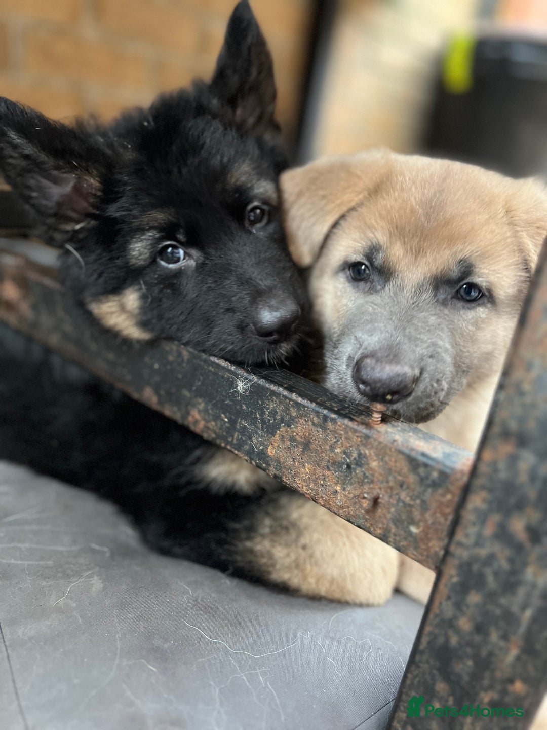 German Shepherd dogs for sale: REDUCED German shepherd puppies 8 was old - Advert 11