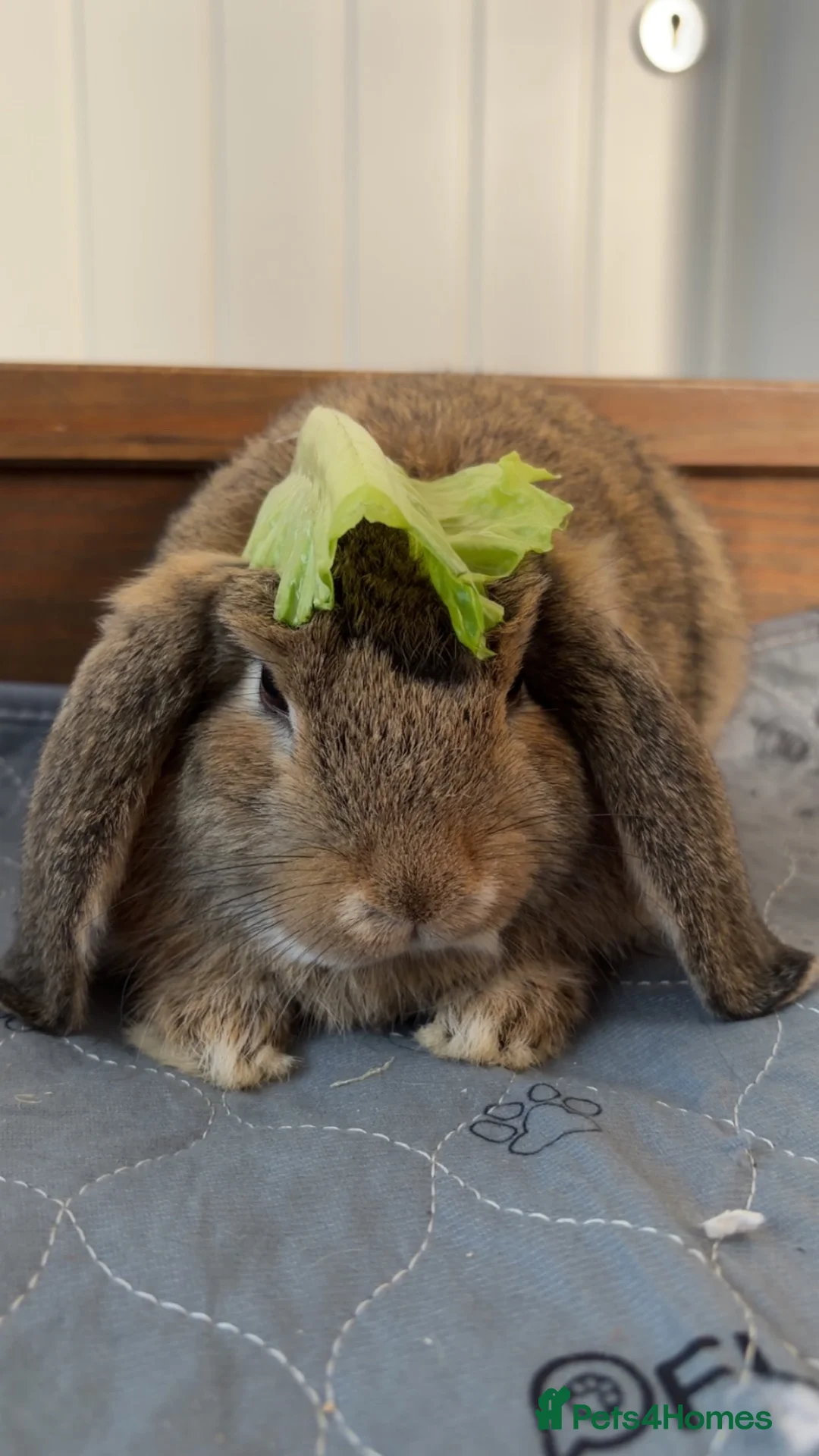 Mini Lop rabbits for sale: Mini Lop for sale in Camberley - Advert 1