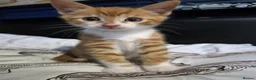 Mixed Breed cats for sale: Male kitten looking for a new home - Advert 3