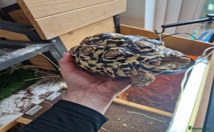 Tortoise reptiles - Advert 1