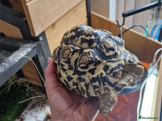Tortoise reptiles - Advert 3