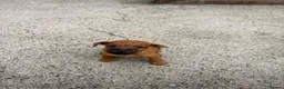 Lakeland Terrier dogs for sale: Lakeland terriers READY NOW - Advert 10