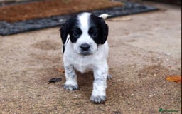 Cocker Spaniel dogs for sale: Working cocker spaniel  - Advert 6