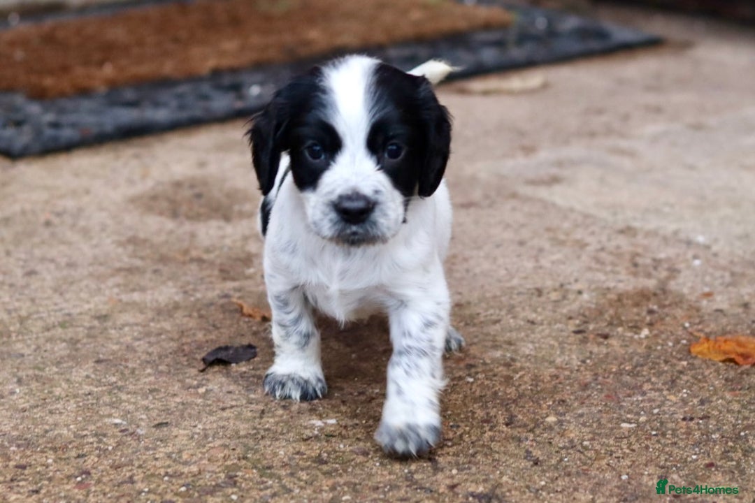 Cocker Spaniel dogs for sale: Working cocker spaniel  - Advert 6