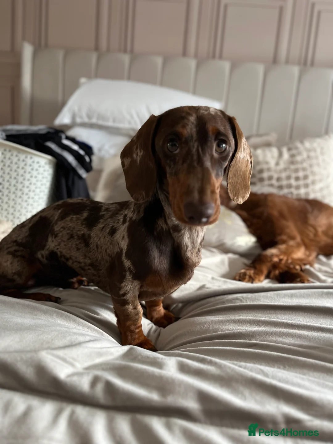 Miniature Dachshund dogs for stud: Dapple Miniature Dachshund For Stud  in Fareham - Advert 4