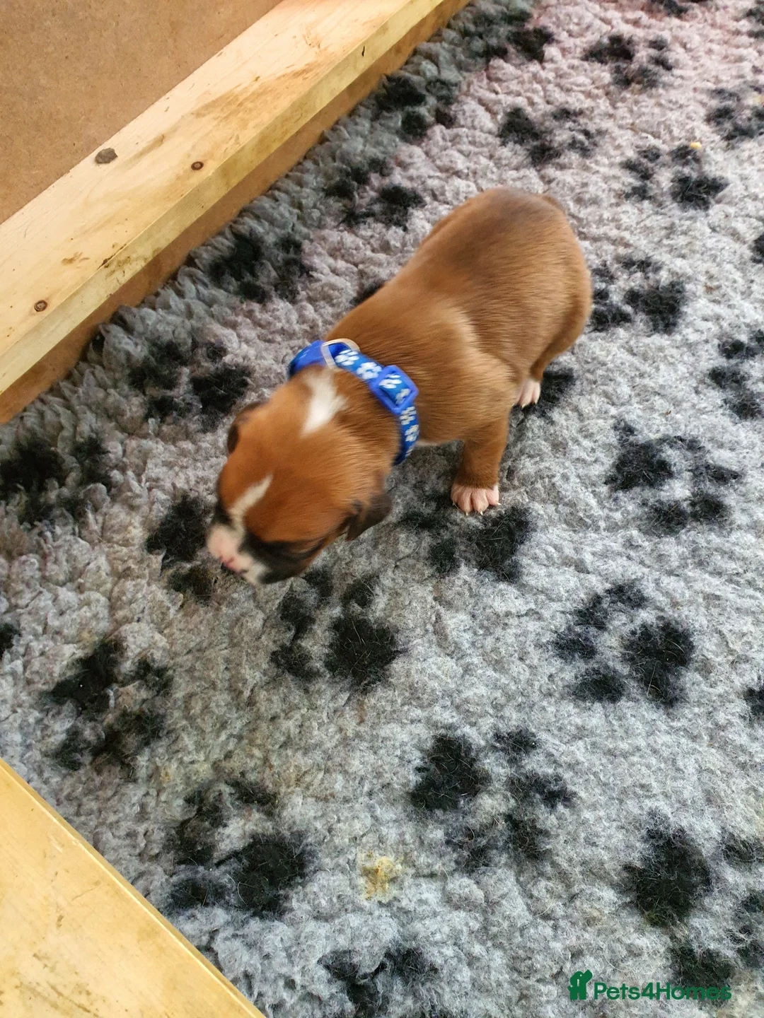 Boxer dogs for stud: For stud kc proven bobtail stunning boy in Telford - Advert 10