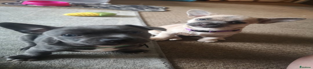 Gizmo