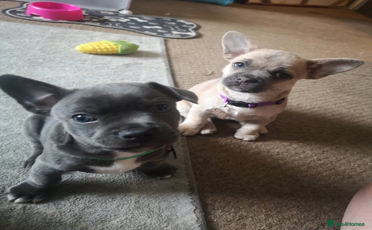 Mixed Breed dogs - Advert 4