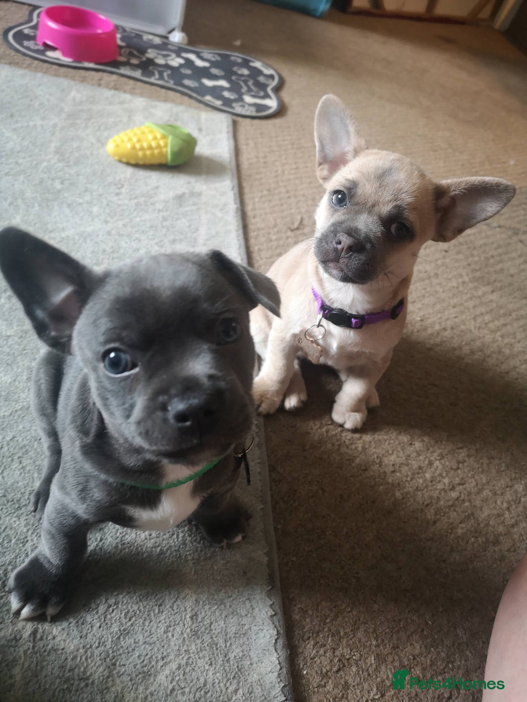 Mixed Breed dogs for sale: French Bulldog and Chihuahua Cross - Image 1
