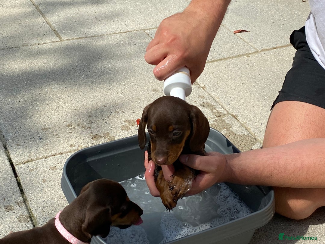 Miniature Dachshund dogs for sale: Miniature dachshund - Image 2