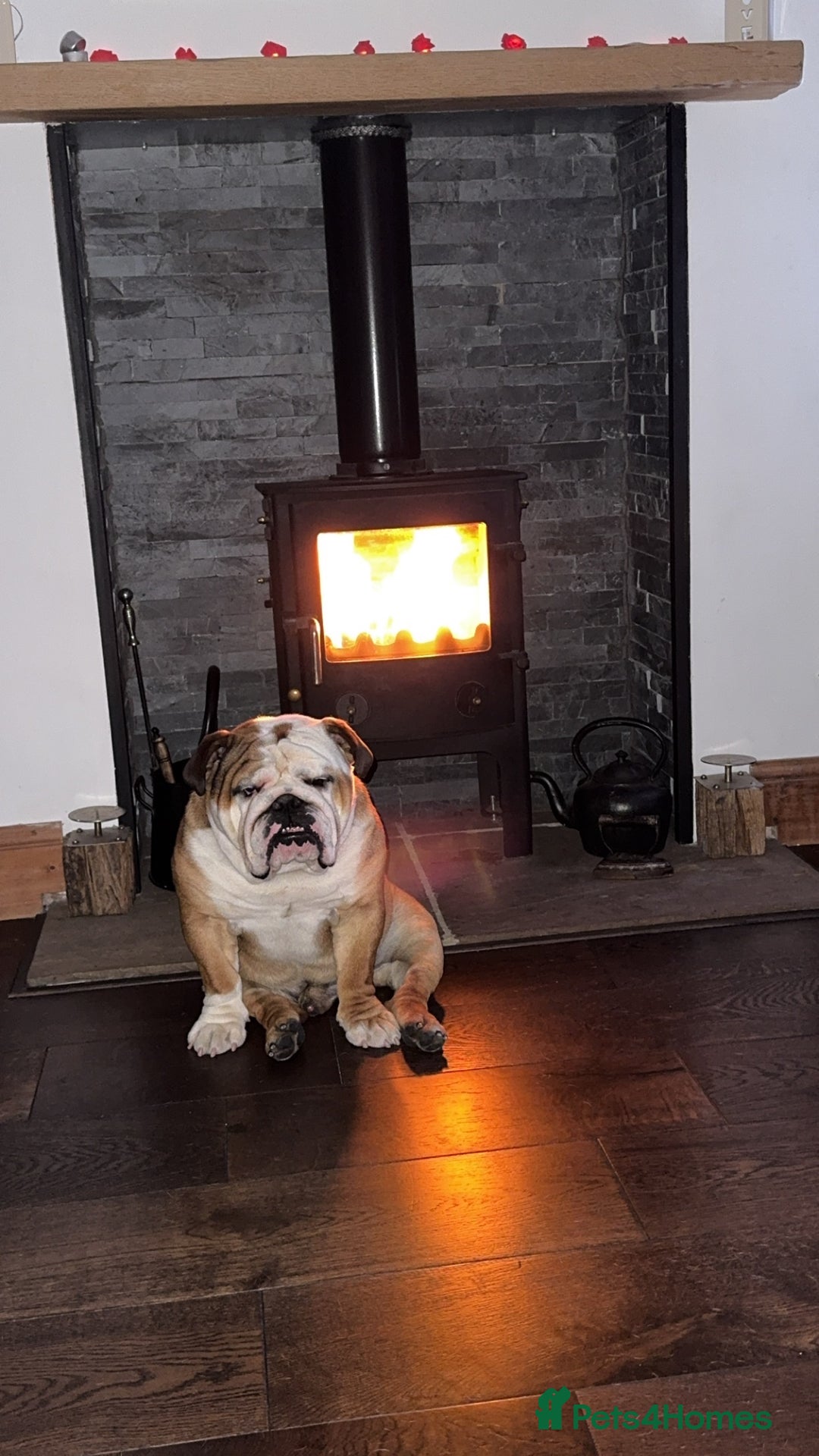 English Bulldog dogs for sale: Hudson is his name  - Advert 1